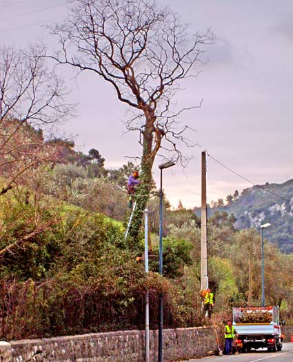 arbre