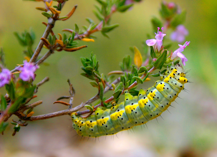 chenille