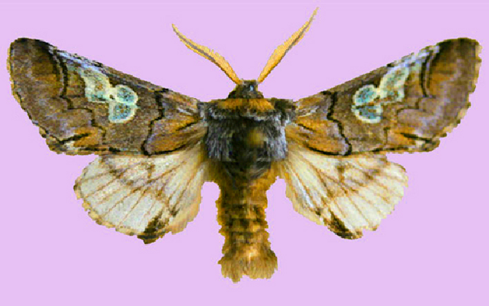 Papillon