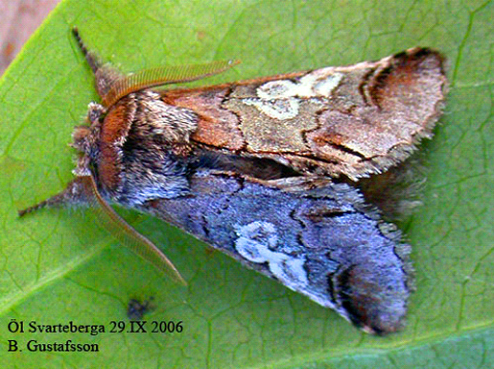 Papillon