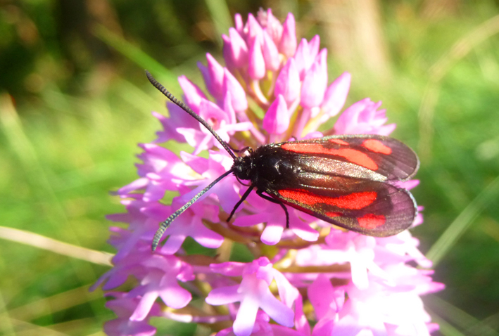 Insecte