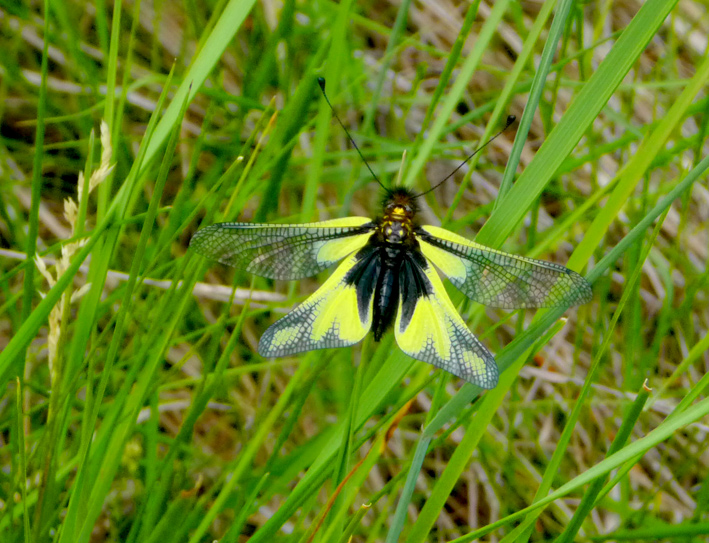 Insecte