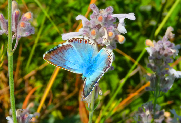 Papillon