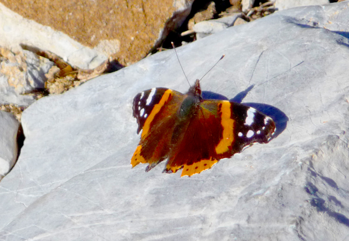Papillon