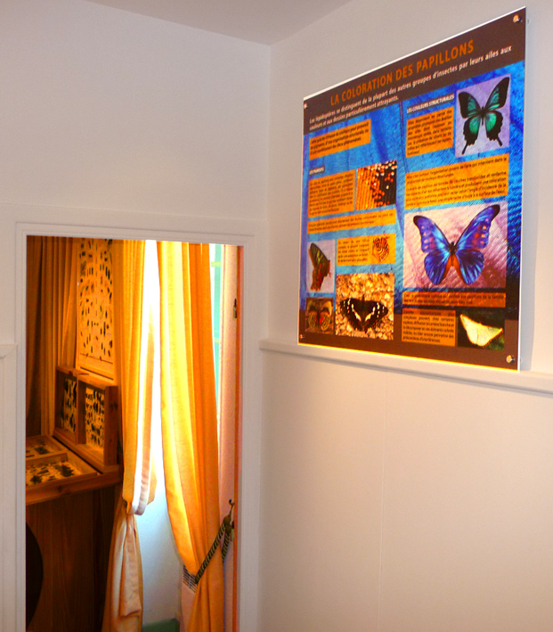 Musée des Papillons
