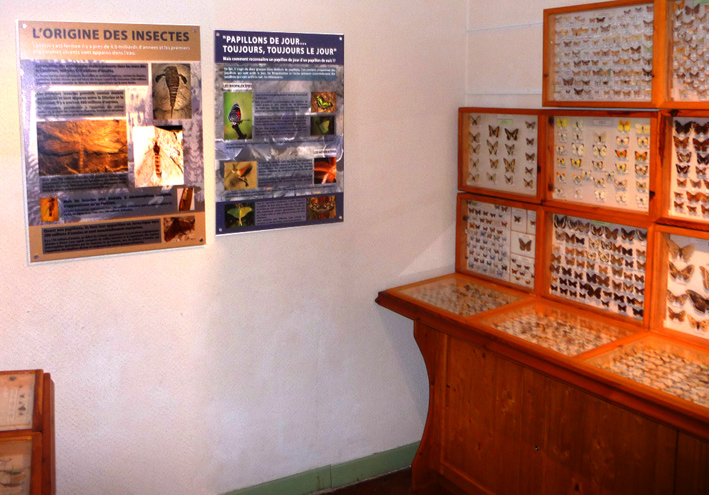 Musée des Papillons
