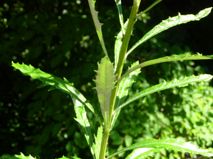 Senecio pterophorus