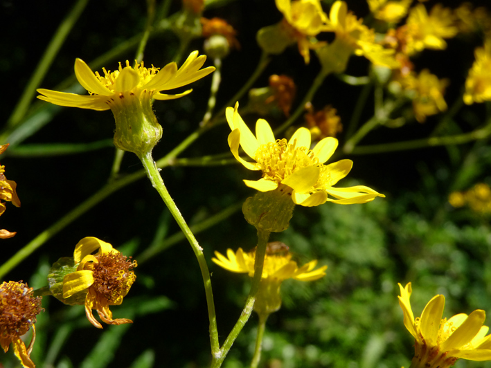 Senecio pterophorus