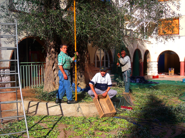 Récolte d'olives communales