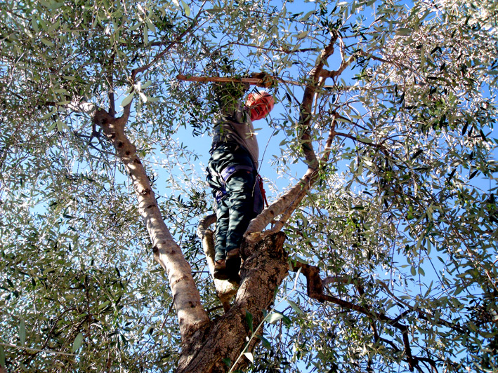 Récolte d'olives communales