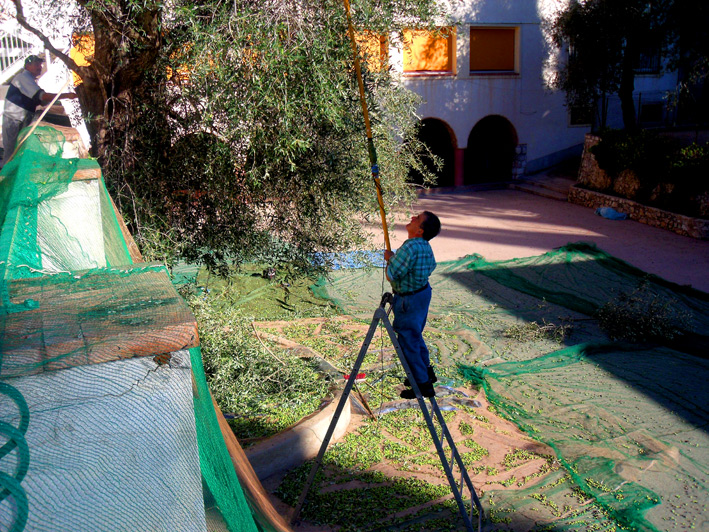 Récolte d'olives communales