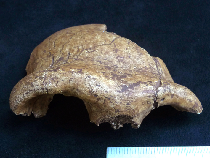 Lazaret frontal homo erectus