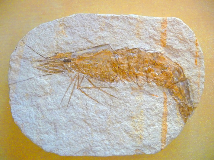 Crevette