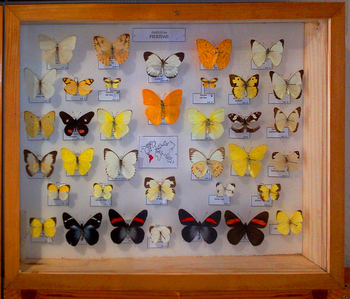 Pieridae