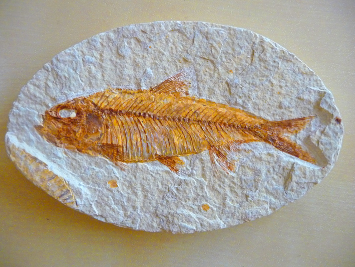 poisson