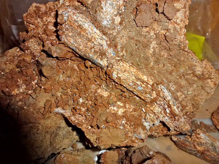Os fossile