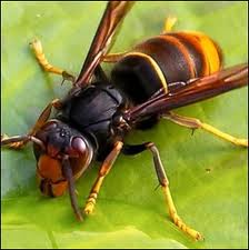frelon asiatique