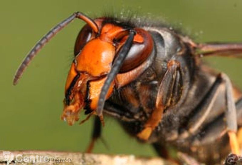 frelon asiatique