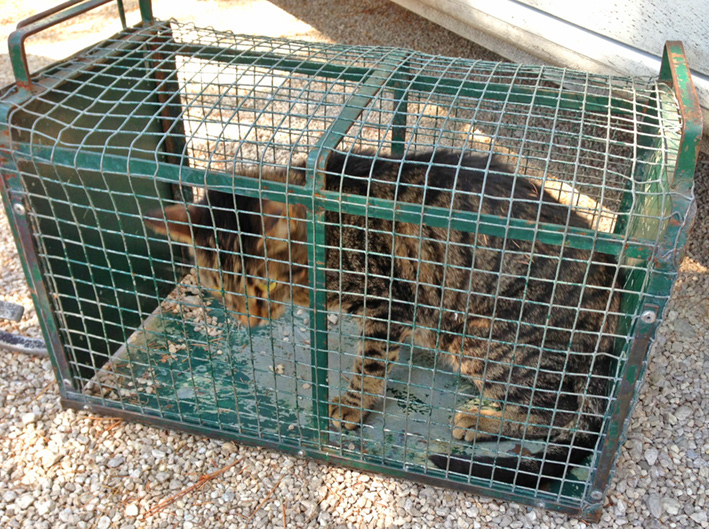 Chat va pas bien