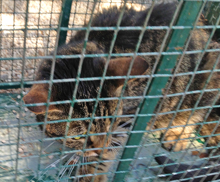 Chat va pas bien
