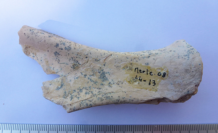 Merle scapula bouquetin