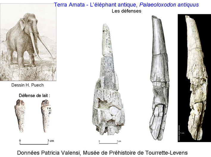 Elephants-Unia_14-11-13