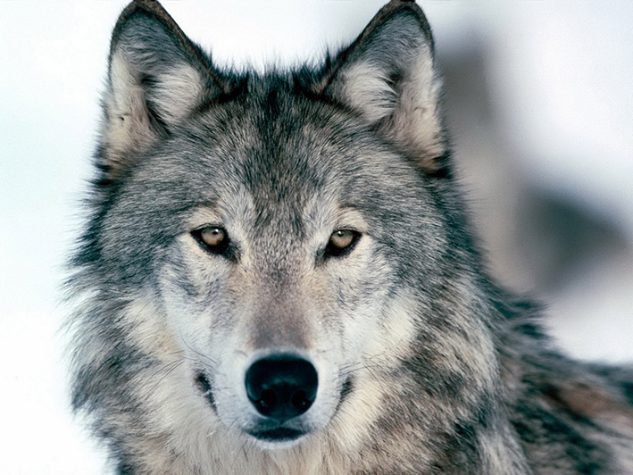 Loup