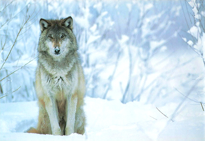 Loup