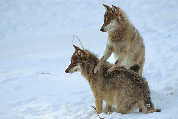 Loup