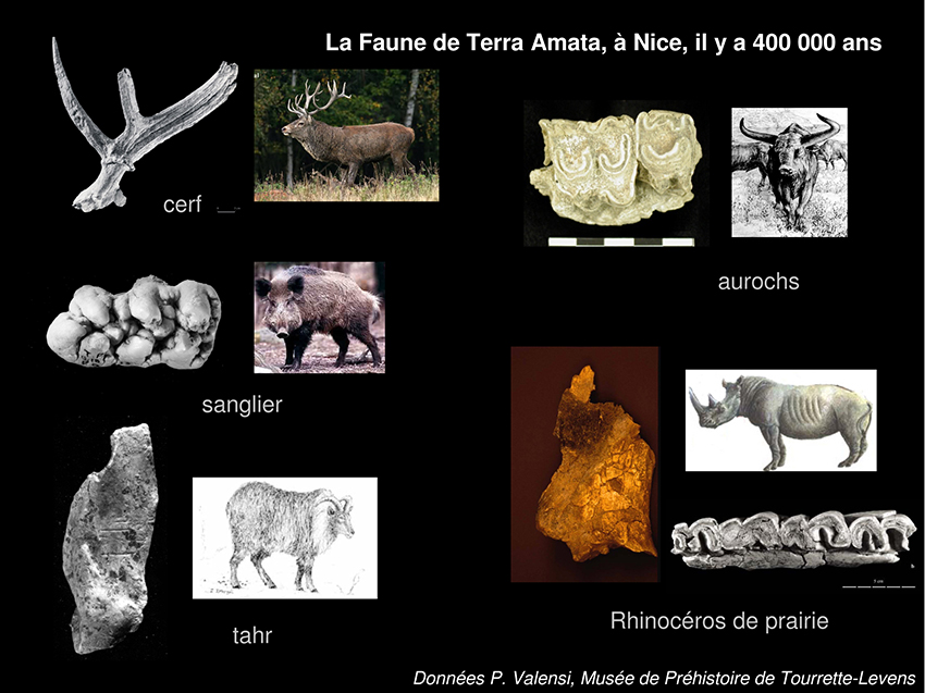 Musee-prehistoire-au-CUM_18-01-14