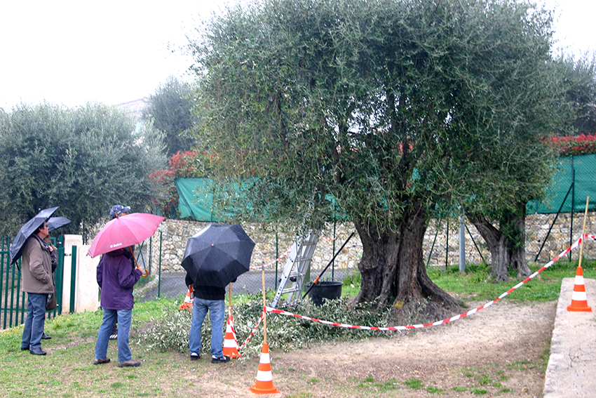 Fete-Olive-Abadie_30-3-14