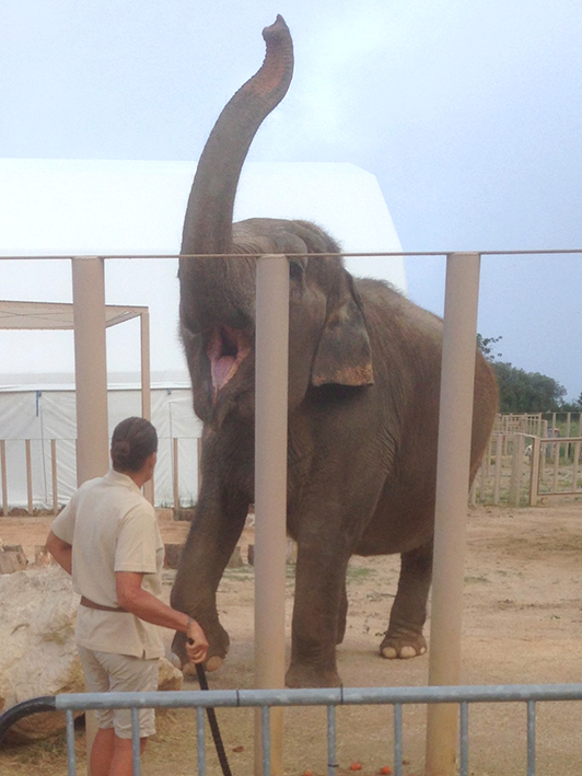 Dr-Frere-et-elephants_18-7-14