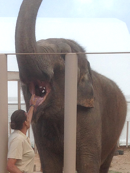 Dr-Frere-et-elephants_18-7-14