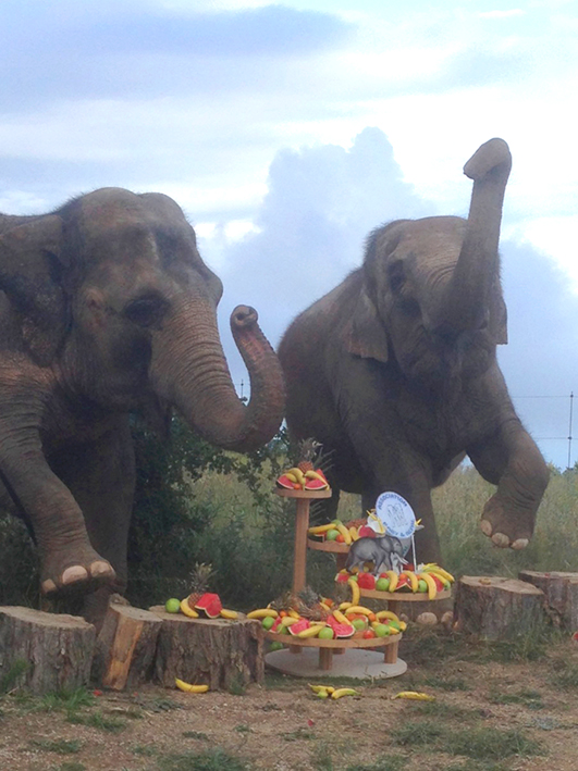 Dr-Frere-et-elephants_18-7-14