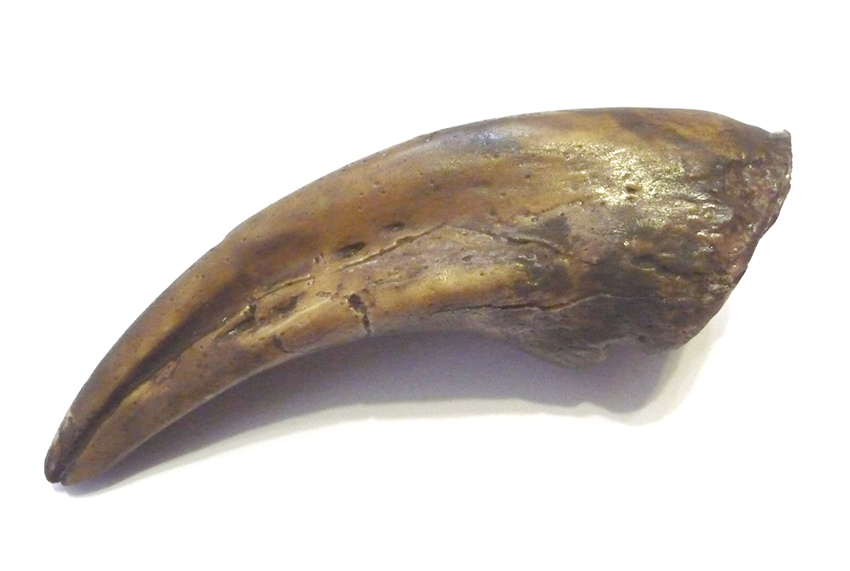 Albertosaurus