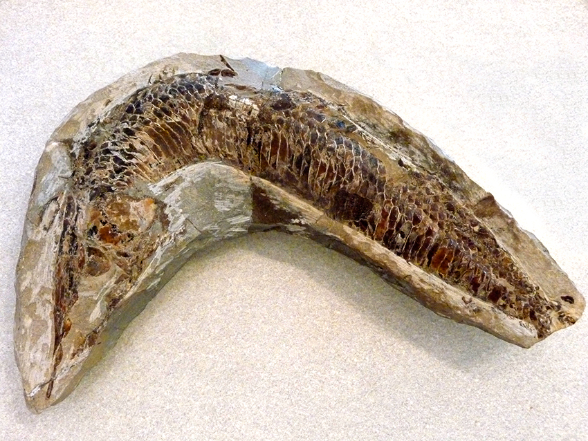 aspidorhynchus