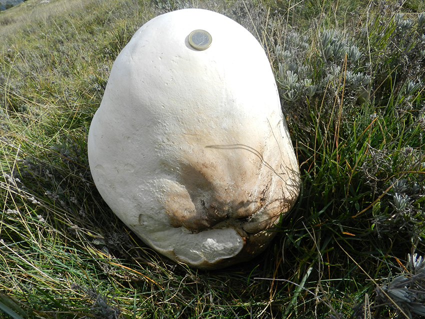Vesse-de-loup géante