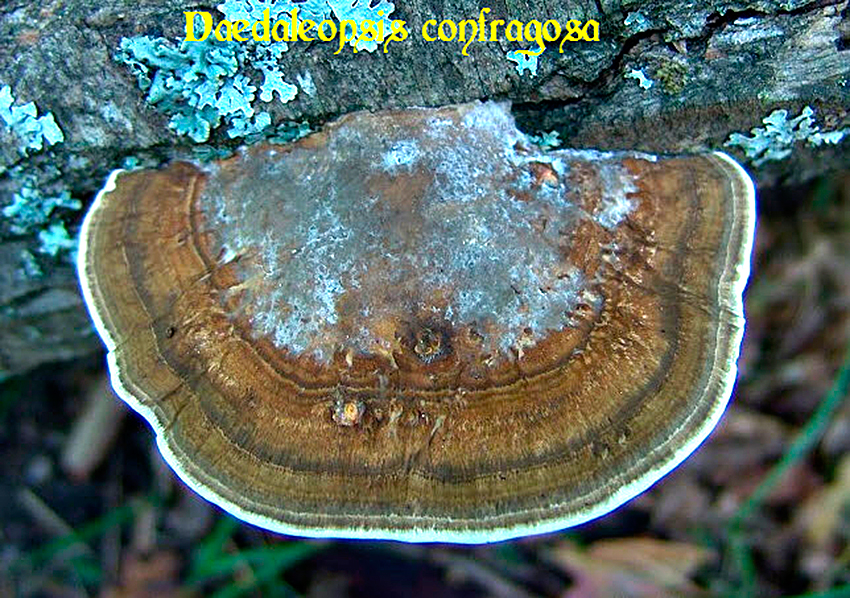 daedaleopsis confragosa hemi