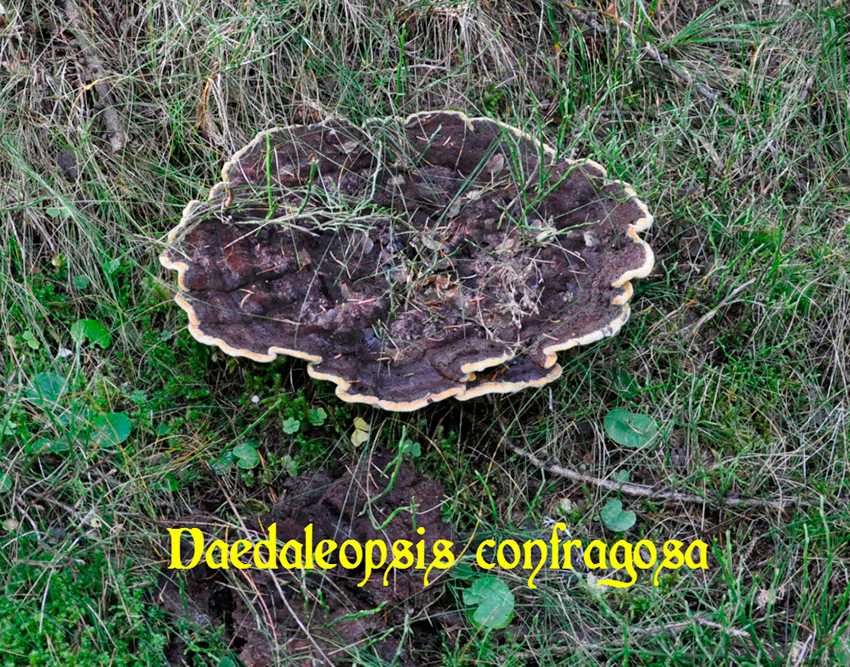 daedaleopsis confragosa spherique