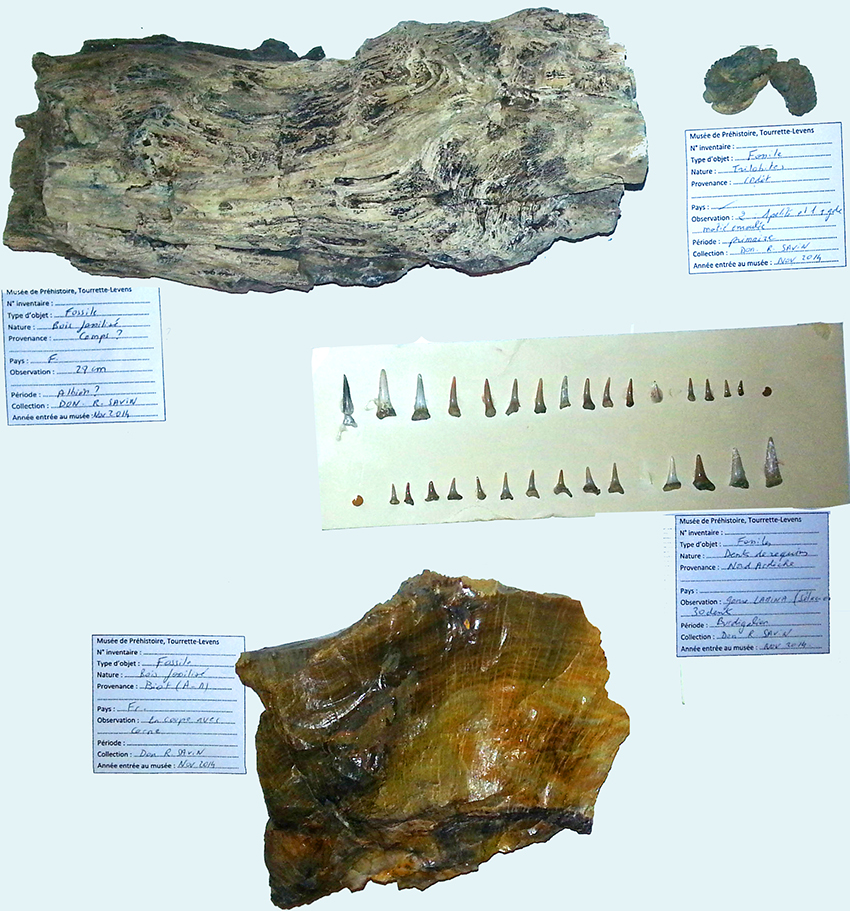 Collection Raymond Savin
