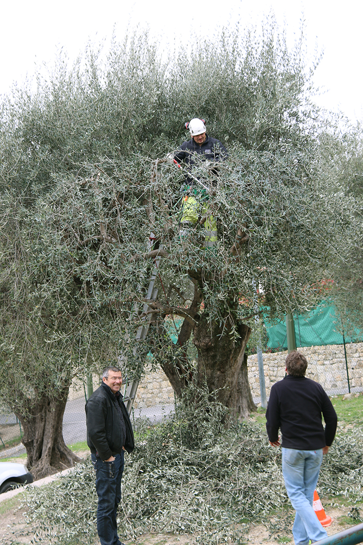 Abadie-Olive_15-3-15
