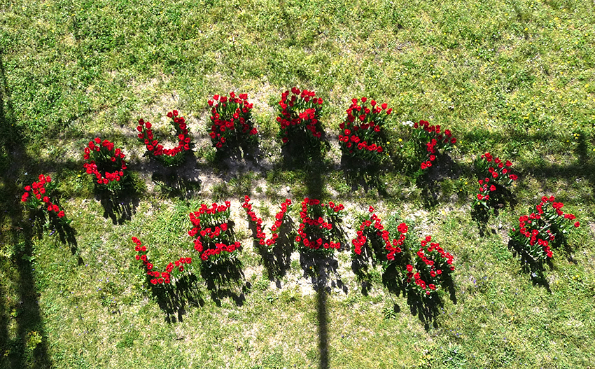 Tulipes-au-chateau_4-4-15