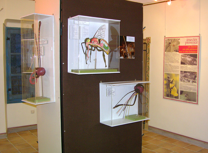 Insectes aux Remparts