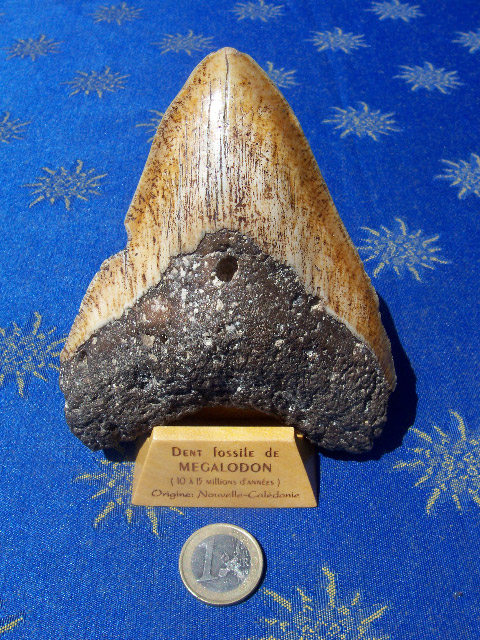 Dent de mégalodon