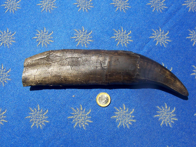 dent de Tyrannosaurus rex