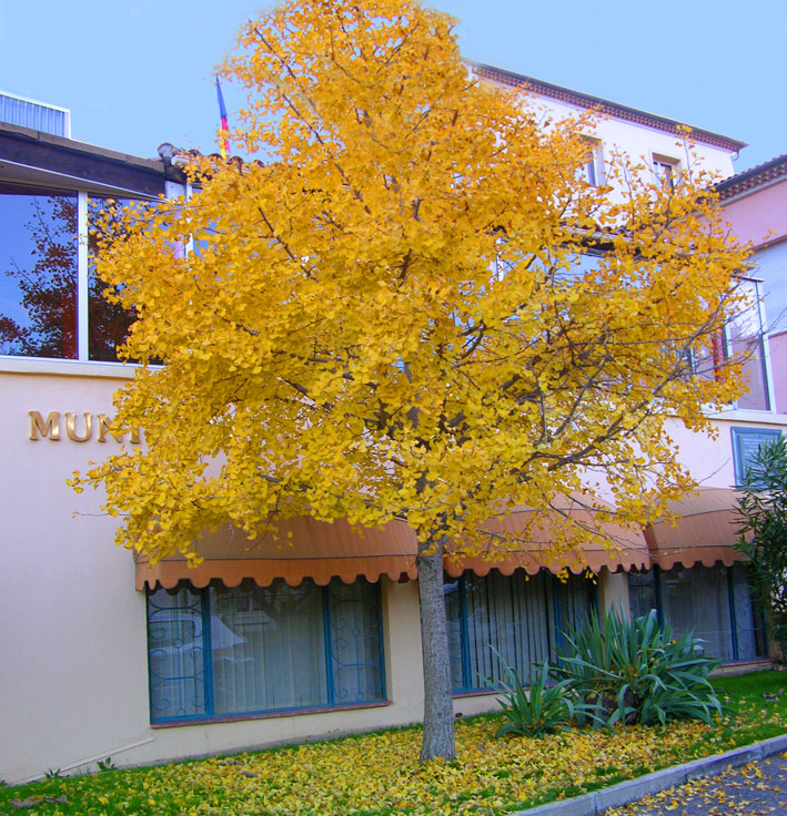 Gingko Biloba