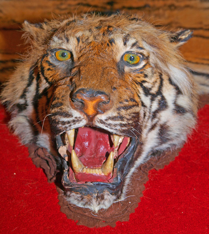 Musée du Cirque