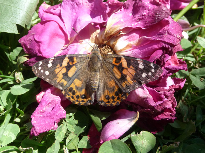 Maternelle et papillons
