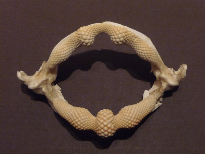 Donation au musée