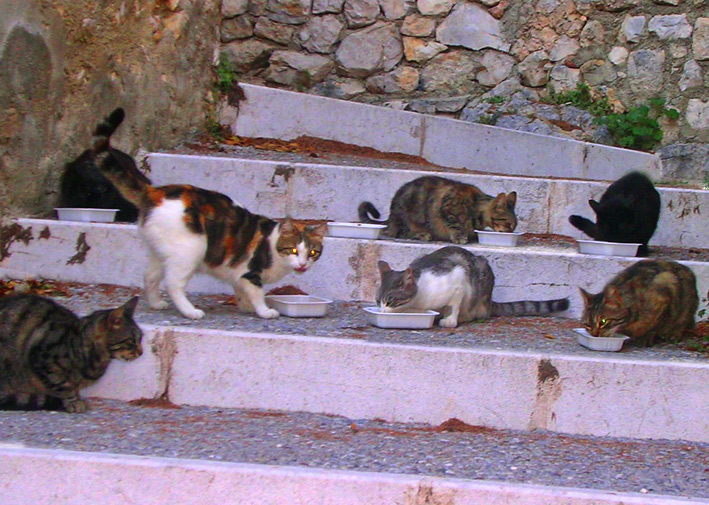 chats errants